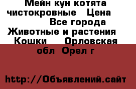 Мейн-кун котята чистокровные › Цена ­ 25 000 - Все города Животные и растения » Кошки   . Орловская обл.,Орел г.